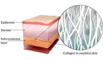 What does collagen do in the skin?